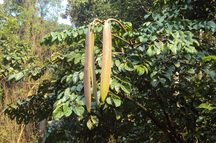 Oroxylum indicum